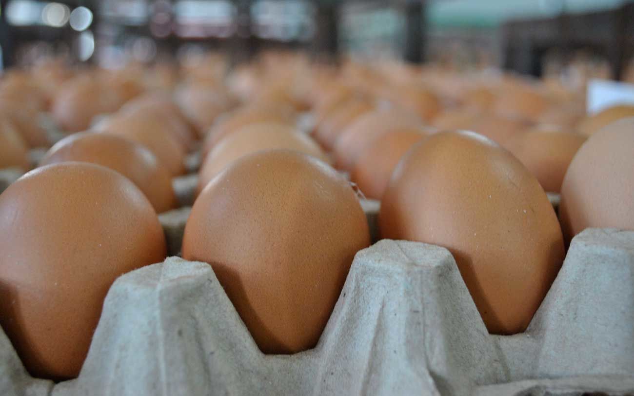 На Дону выросло производство мяса и яиц
